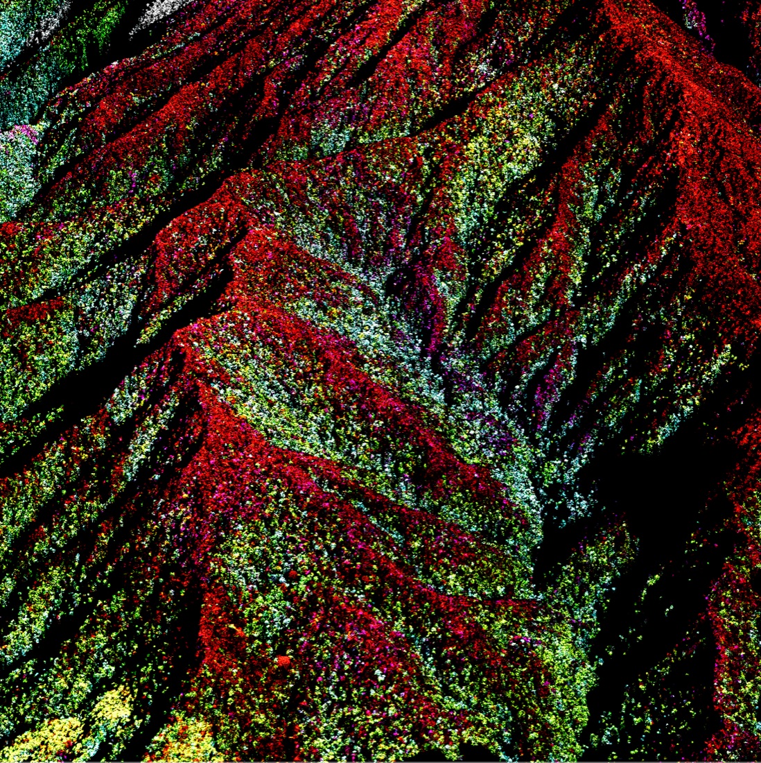 Mapped canopy foliar chemistry across the elevation and substrate gradients of Mt. Kinabalu, Borneo.