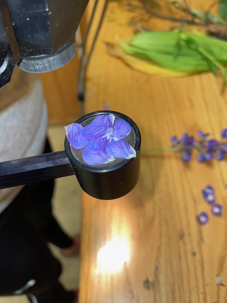 Lupine petals arranged in the contact probe of a field spectrometer, with cut flower stems on the bench alongside.